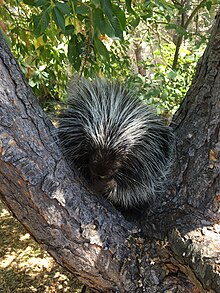 Ein nordamerikanisches Stachelschwein in einem Baum.