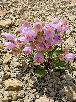 Virágzó Penstemon grahamii Utah-ból