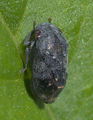 <i>Penthimia americana</i> Species of true bug