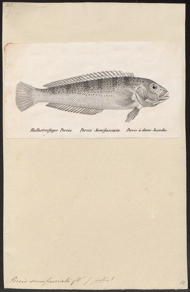 File:Percis semifasciata - 1700-1880 - Print - Iconographia Zoologica - Special Collections University of Amsterdam - UBA01 IZ13200055.tif