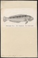 Percis semifasciata - 1700-1880 - Print - Iconographia Zoologica - Special Collections University of Amsterdam - UBA01 IZ13200055.tif