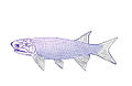 Perleidus altolepis