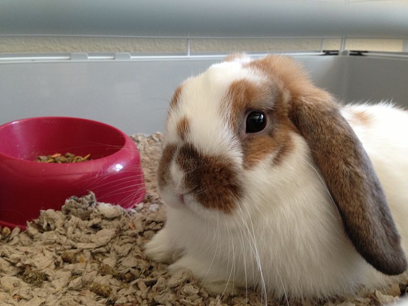 File:Pet Bunny 4 2013-08-22.jpg