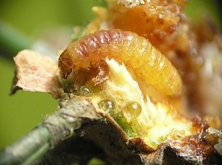 <i>Retinia resinella</i> Species of moth