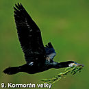kormoran