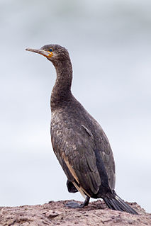 <span class="mw-page-title-main">Cape cormorant</span> Species of bird
