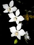 Phalaenopsis amabilis