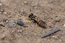 Philanthus pulchellus.jpg