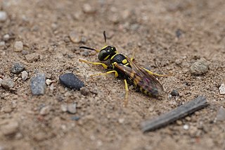 <i>Philanthus pulchellus</i> Species of wasp