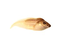 Phlyctimantis leonardi tadpole.jpg