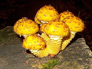 Pholiota aurivella1.jpg