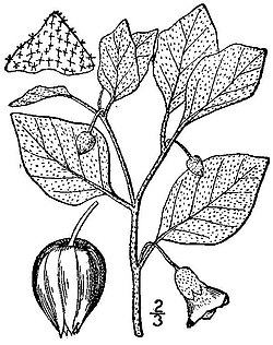 Physalis viscosa BB-1913. jpg