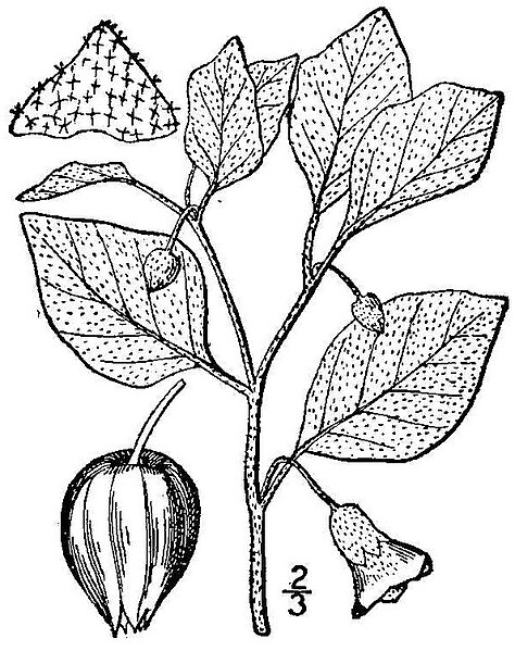 File:Physalis viscosa BB-1913.jpg