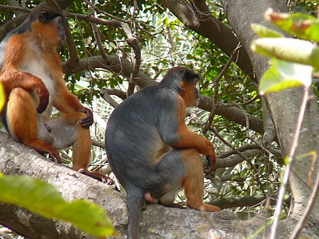 Piliocolobus badius