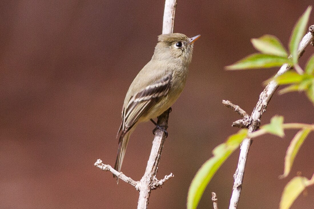 Pine flycatcher