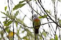 Pink-necked green pigeon (Treron vernans) 01.jpg