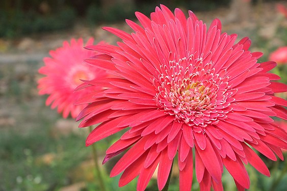 Pink Gerberas