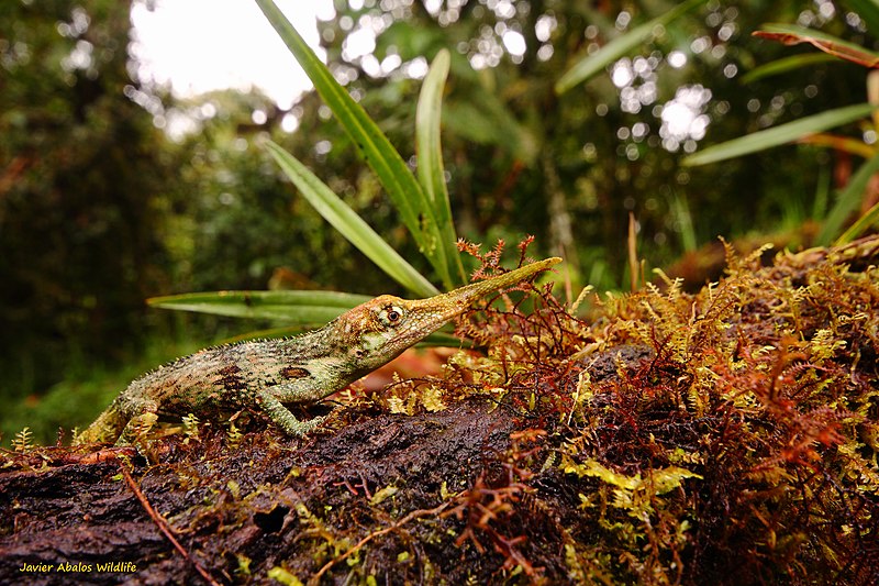 File:Pinocchio Anolis (Anolis proboscis) in Ecuador (19312208744).jpg