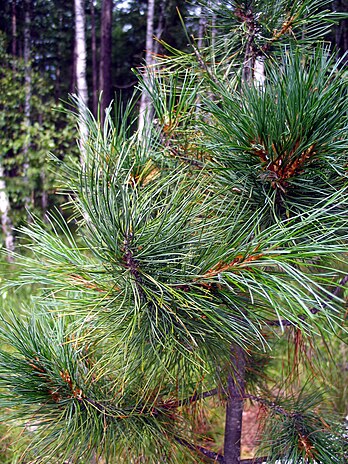 Сибирская сосна растет. Сосна Сибирская Pinus sibirica. Кедр Сибирский Pinus sibirica. Сосна Кедровая Pinus sibirica. Pinus sibirica 'Ermak'.