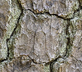 Loblolly pine bark