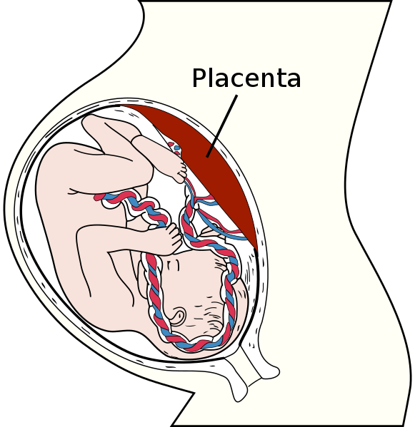 File:Placenta.svg