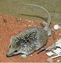 Miniatura per Ratolí marsupial de musell estret