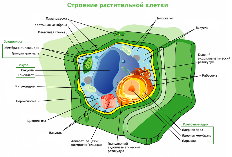 File:Plant cell structure-ru-v2.png