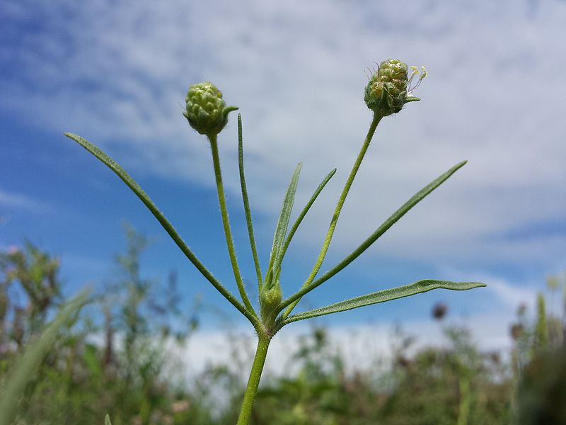 File:Plantago arenaria sl7.jpg