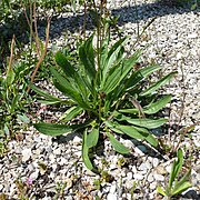 Plantago lanceolata - 2011-05-06 - 248b.jpg