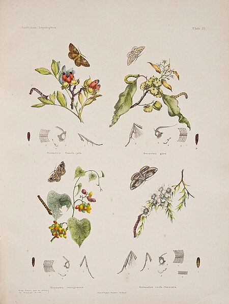 Plate from Australian Lepidoptera and their transformations, drawn from the life.jpg