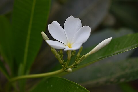 Plumeria alba