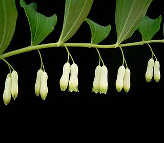 <i>Polygonatum</i> Genus of flowering plants in the family Asparagaceae