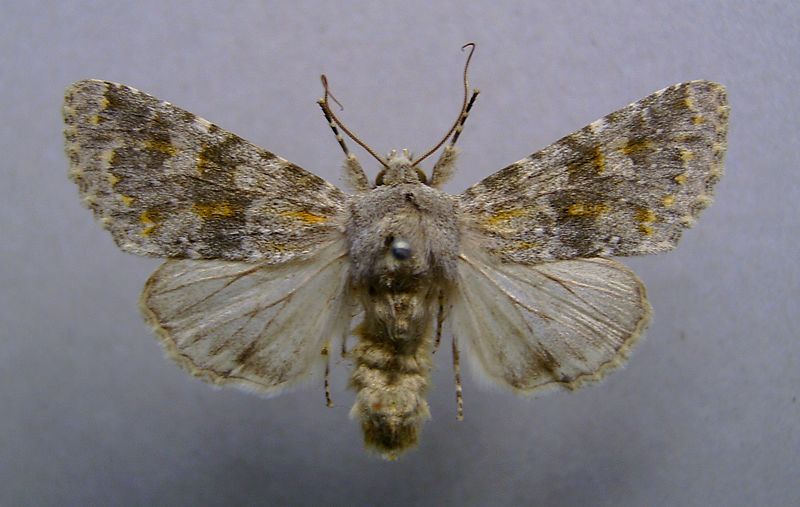 File:Polymixis flavicincta.jpg