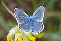 Polyommatus dorylas ♂