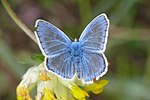 Polyommatus dorylas