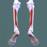 Posterior compartment of leg - tibialis posterior.png