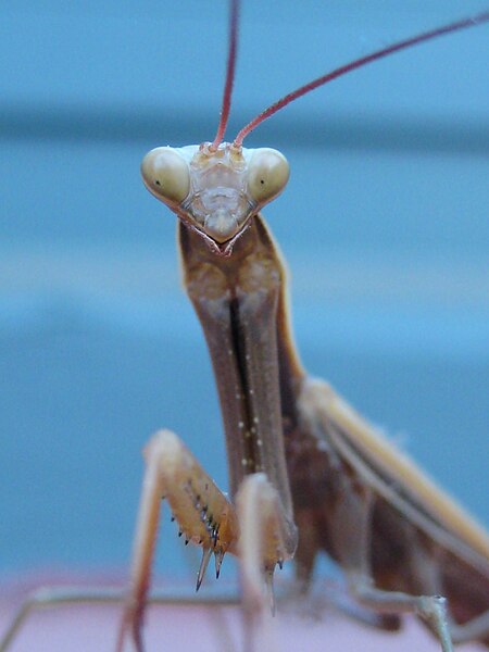 File:Prayingmantis.JPG