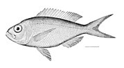 Miniatura para Pristipomoides macrophthalmus