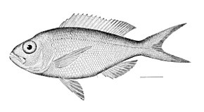 Описание изображения Pristipomoides_macrophthalmus.jpg.