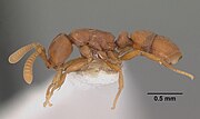 Miniatura para Probolomyrmex petiolatus