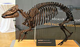 Skelettrekonstruktion von Propalaeotherium hassiacum aus dem Geiseltal