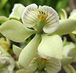 Prosthechea radiata 2, Cambridge Botanic Gardens.jpg