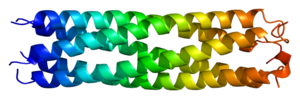 Thumbnail for Cartilage oligomeric matrix protein