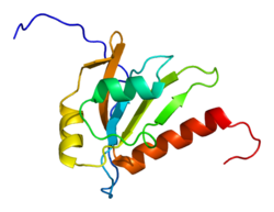 חלבון RBM12 PDB 1wel.png