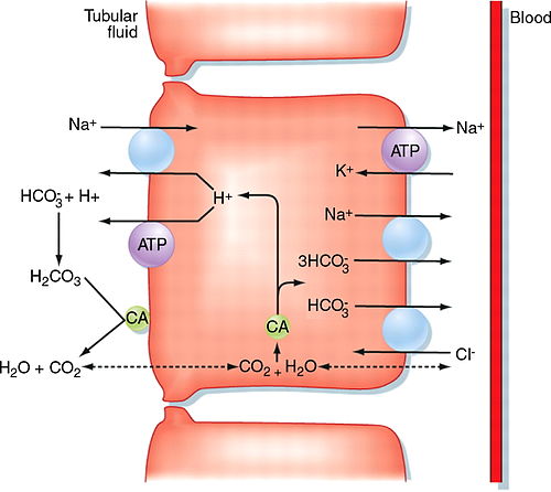 Acetazolamide hyperchloremic metabolic acidosis