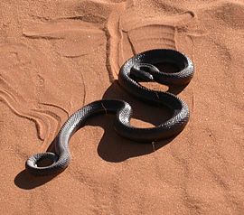 Кротова змія