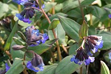 Pulmonaria angustifolia — Медуница узколистная