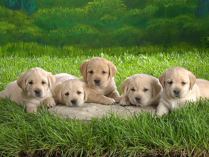 File:Puppies (4984818141).jpg