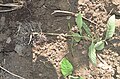 Root system of pot grown purple milkweed