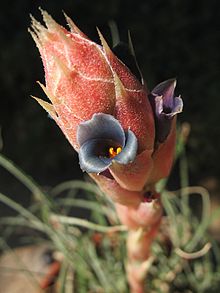 Puya prosanae (TS) 2-03753.jpg